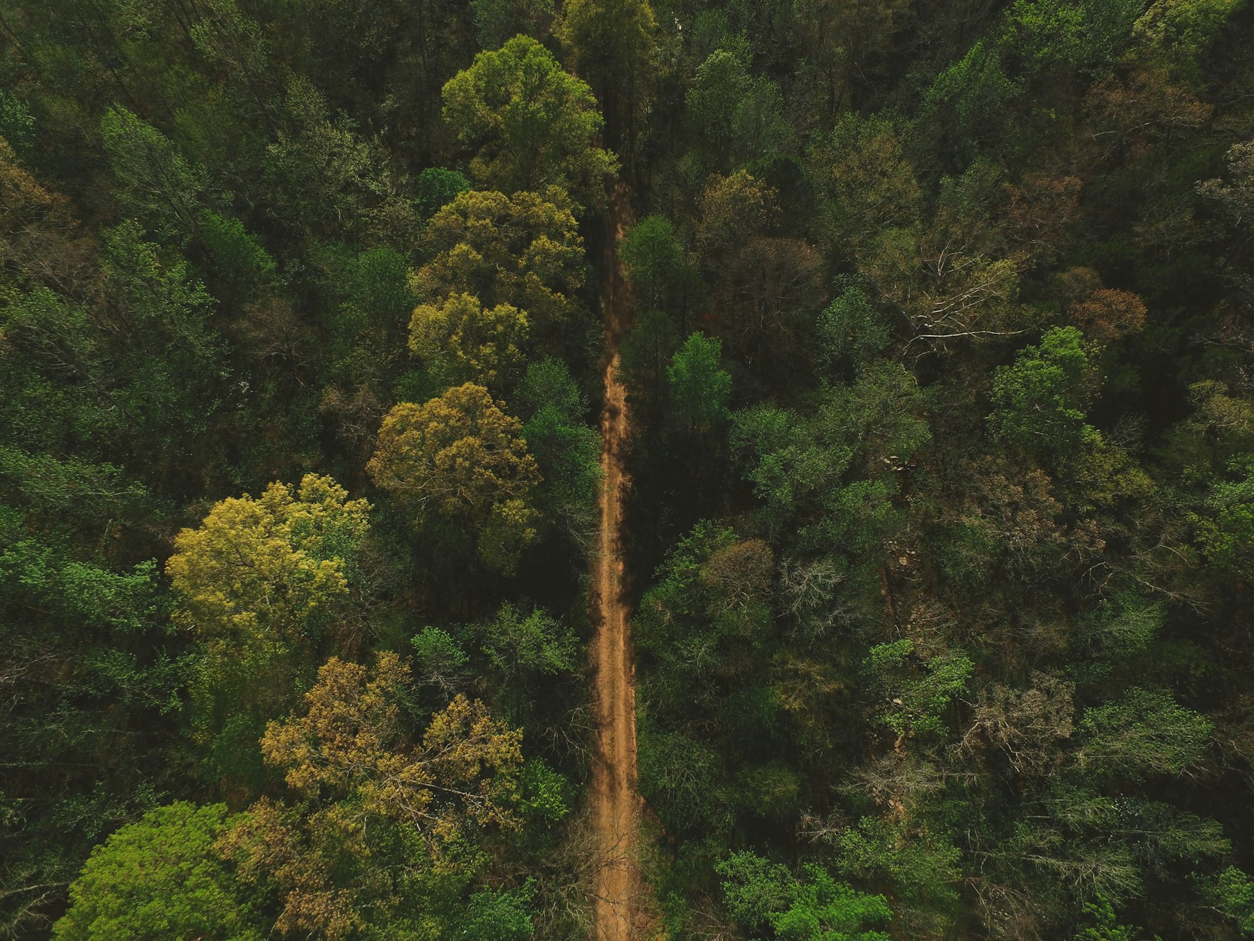 A wooded road running through the Ozark Mountains in Arkansas